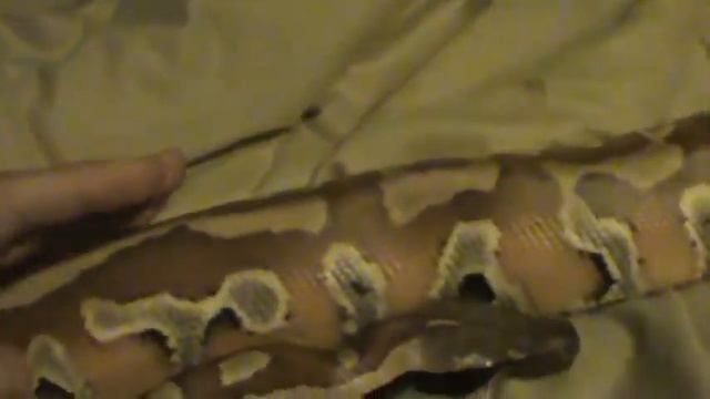 Blood python post-shed mini update смотреть онлайн