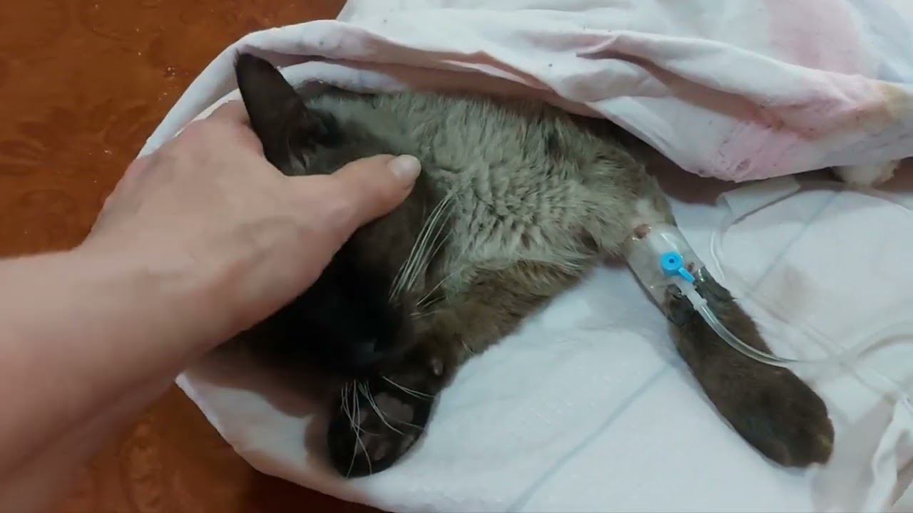 Котика подрали коты. #косойкин, не справился... #dogsshelter #animalshelter