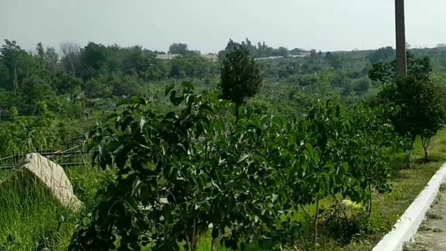 Радоница (г.Алмалык) смотреть онлайн