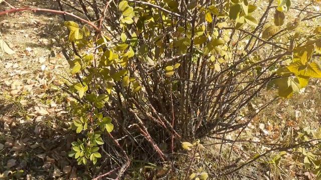 Шиповник колючейший в октябре. Небольшой обзор. смотреть онлайн