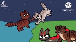 Большая подборка //коты воители//тик ток//