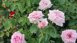 ТОП 8.  РОЗЫ. Самые ароматные и душистые сорта.