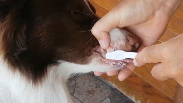 What do dog toothpaste and space travel have in common?/Что общего между зубной пастой и космосом? смотреть онлайн