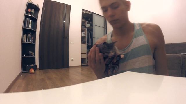 Спасение котёнка смотреть онлайн