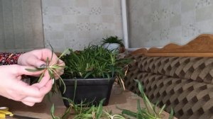 Зимнее черенкование ампельной вегетативной гвоздики