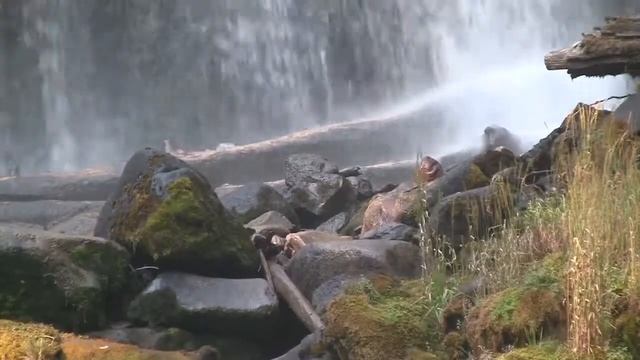 Chush Falls near Sisters смотреть онлайн