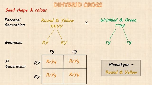 Dihybrid Cross | Mendel's Experiment (Easy !) [HINDI] смотреть онлайн