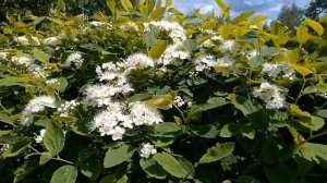 Спирея березолистная — один из самых ярких представителей всего рода!