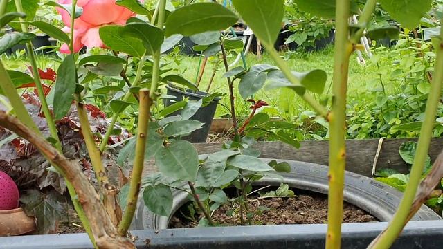 Перевалка 4-летнего куста голубики ,, Спартан,, из огородной зоны в 90л. контейнер. смотреть онлайн