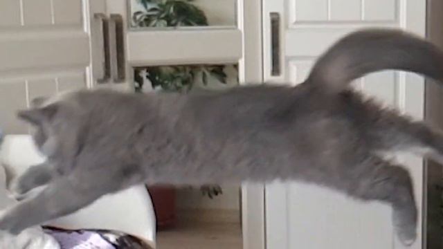 №163 Полет КОТЭ (#британские #кошки #happy #cats) смотреть онлайн