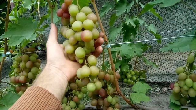 Постфактум 2019 Маникюр фингер, Богема, Прима Украины, Кировоградский смотреть онлайн