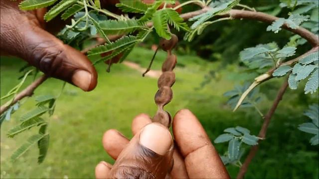 ASMA Acacia nilotica AS 14 смотреть онлайн