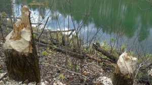 Охота на бобра. Правила охоты.