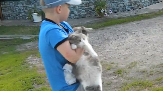 **Как внук котов рыбой речной кормил**КОТЫ и ДАЧА** смотреть онлайн