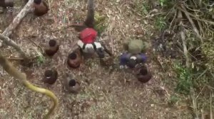 Африка. Джунгли.Племя КОМБАЙ. Дикая природа. Жизнь вне цивилизации