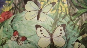 БАБОЧКА . Капустница. НАСЕКОМЫЕ . Окружающий мир. Живая природа !!!!!