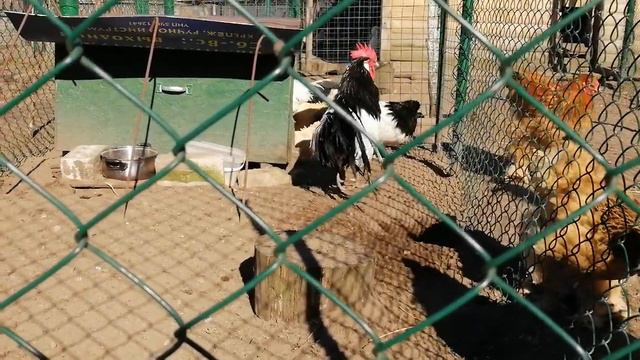 Лакенфельдеры- история, уход и содержание смотреть онлайн