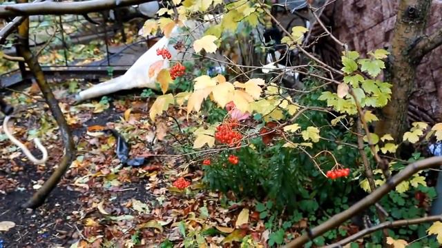 Урожай калины в Репном.wmv смотреть онлайн