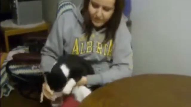 Кошаки в воде смотреть онлайн
