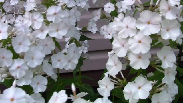 Белые флоксы. Дачные картинки. Уникальный проект. смотреть онлайн