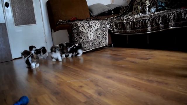 щенки ши тцу от GOL DEN MERI AND ASTEN MARTIN смотреть онлайн