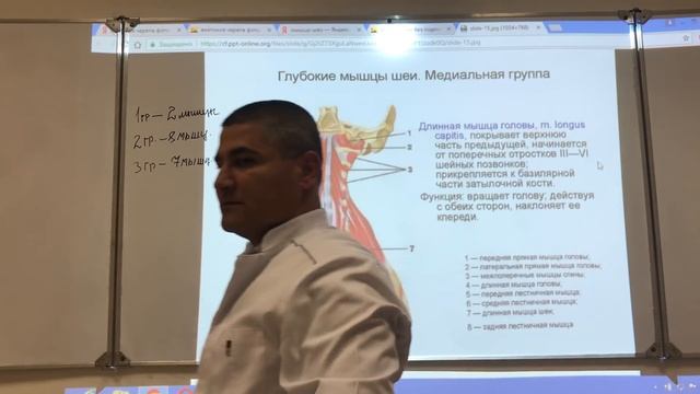 Анатомия шеи / Anatomy of the neck. Мышцы, треугольники и фасции шеи смотреть онлайн