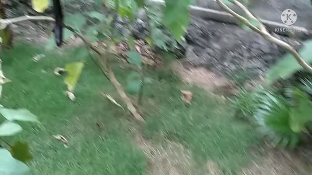 Types Of Caladium Plant's, Alocasia.