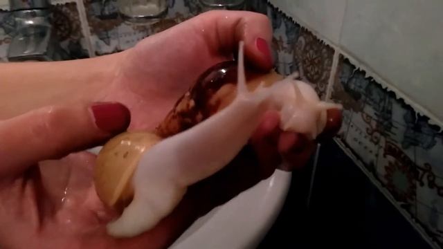 Купание домашних улиток Ахатин ( Кай и Ния ) смотреть онлайн