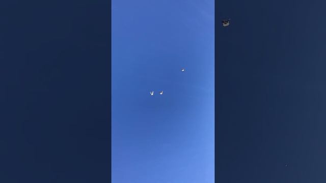 Красно-рябые Николаевские голуби Носуля Геннадия.Молодежь 2018 года. смотреть онлайн