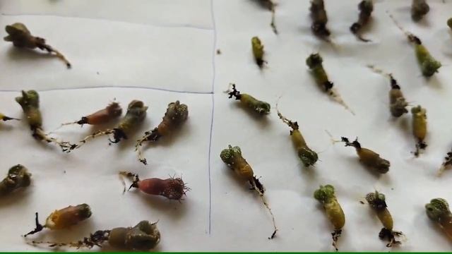 Пикировка сеянцев кактуса. Как пикировать кактусы. Уход за кактусом смотреть онлайн