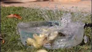 Танец маленьких утят. Песня танец маленьких утят.