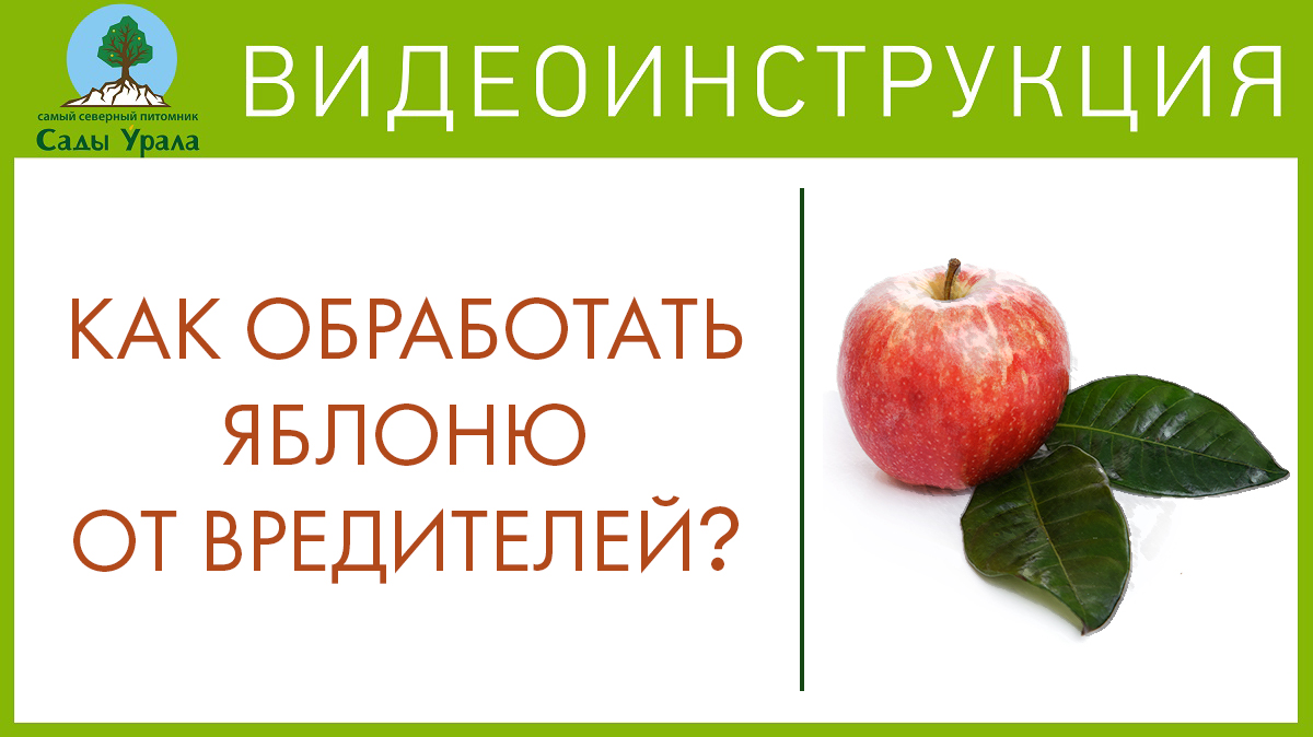 Почему колонновидная яблоня не плодоносит? Вредители и обработка. Телепередача Земля Уральская смотреть онлайн