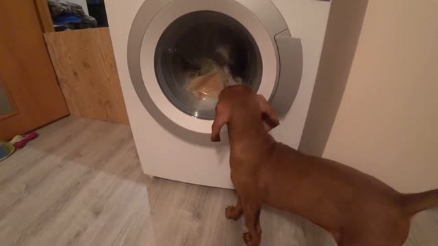 Щенок ставит кота на место | Эти собаки не устают