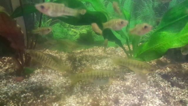 Лимия чернополосая смотреть онлайн