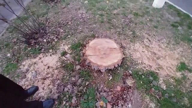 Алея пней на улице Горького - очередная достопримечательность Новой Каховки. смотреть онлайн