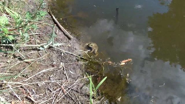 Две лягушки на болоте / Two frogs in the swamp смотреть онлайн