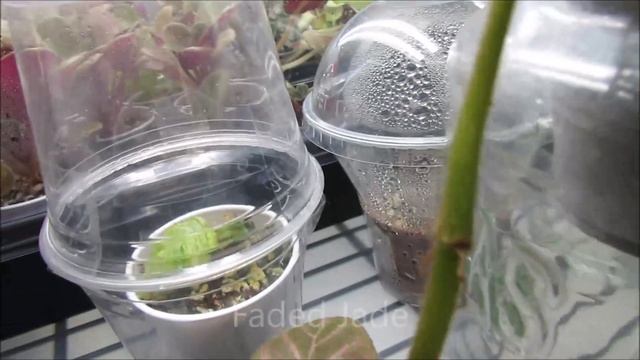Episcia Tour 2021 and How I Grow Them смотреть онлайн
