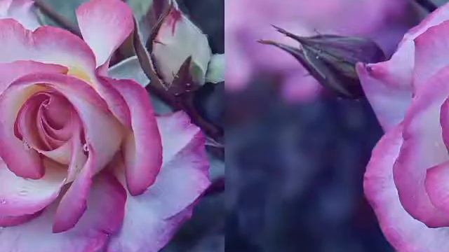 Цветы,просто цветы красотка ,наконец-то пришло лето!!!!!!! смотреть онлайн