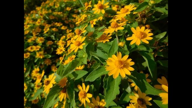 ЧЕРЕДА ЛЕЧЕБНЫЕ СВОЙСТВА