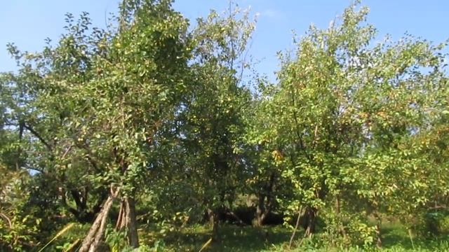 Теплынь! смотреть онлайн