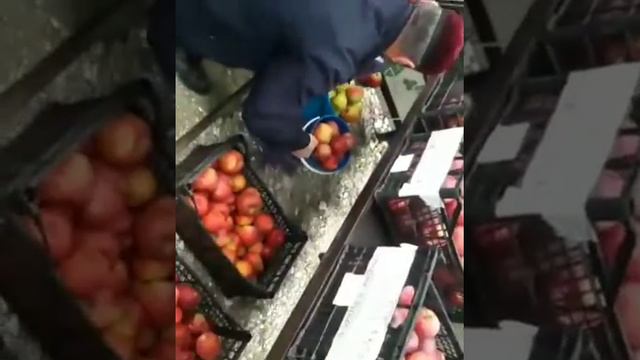 ЧЕЧЕНСКИЕ БИЗНЕСМЕНЫ ОЛИГАРХИ СДЕЛАЛИ НОВЫЙ БИЗНЕС ПРОЕКТ В ГОРАХ КАВКАЗА ВОЗЛЕ КАВКАЗСКОГО ХРЕБТА смотреть онлайн