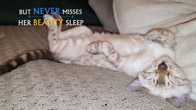 Meet Freya the Snow Lynx Bengal смотреть онлайн