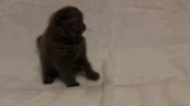 Голубая кошка Кэнди смотреть онлайн