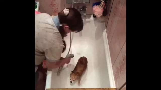 Как быстро помыть собаку смотреть онлайн