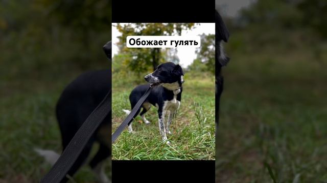 Маленькая собака для квартиры. Забирайте домой ?? #shortvideo #youtube #youtubeshorts #собака смотреть онлайн