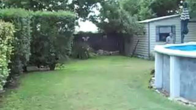 Как развлечь свору собак? смотреть онлайн