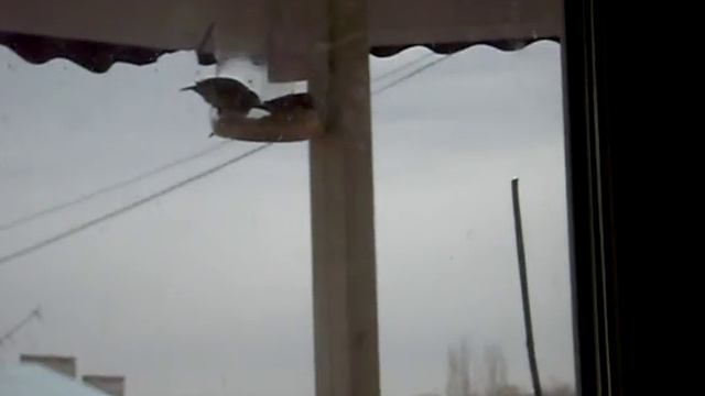 Это называется - сделали кормушку для синичек... смотреть онлайн