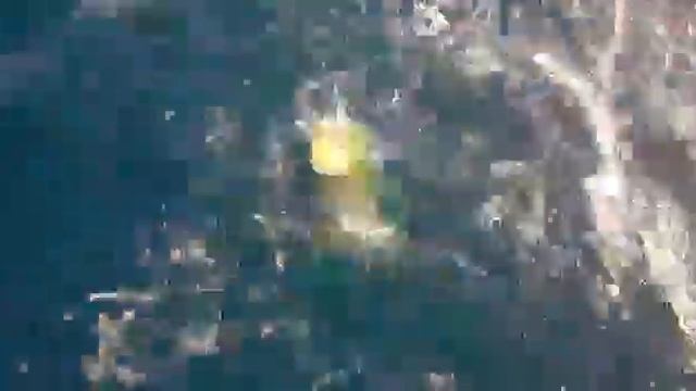 Малая корифена в дельте реки Эбро. смотреть онлайн