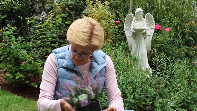 Heaths And Heathers What Is The Difference?/Garden Style Nw