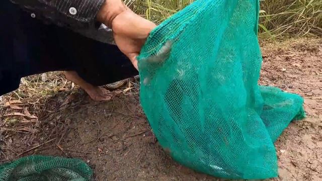 best hand fishing - pick a lots of eggs duck in flooding on road & catch catfish by hand a fisherma смотреть онлайн